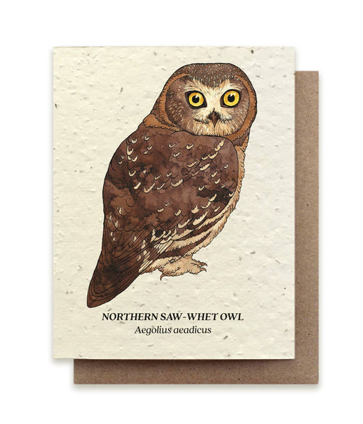 Plantable Notecard - Northern Saw-Whet Owl