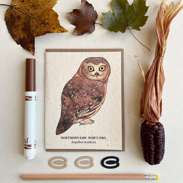 Plantable Notecard - Northern Saw-Whet Owl