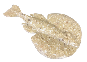 RS -  Coriane Electric Torpedo Ray