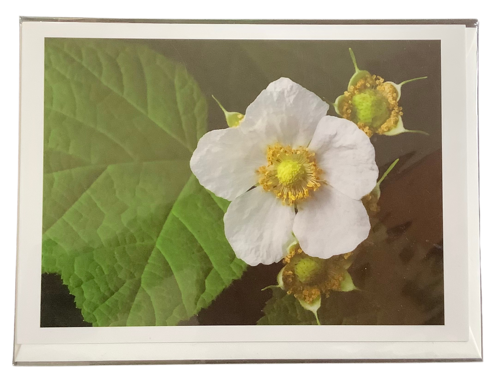 Notecard by Stuart Wilson - Western Thimbleberry 2008