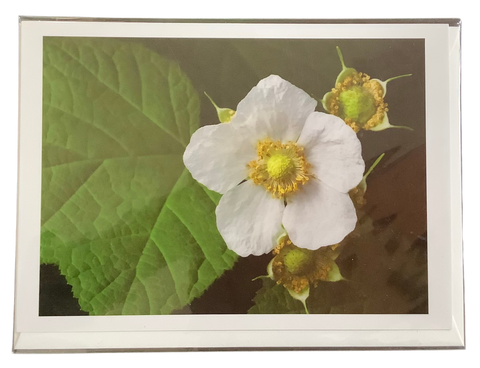 Notecard by Stuart Wilson - Western Thimbleberry 2008