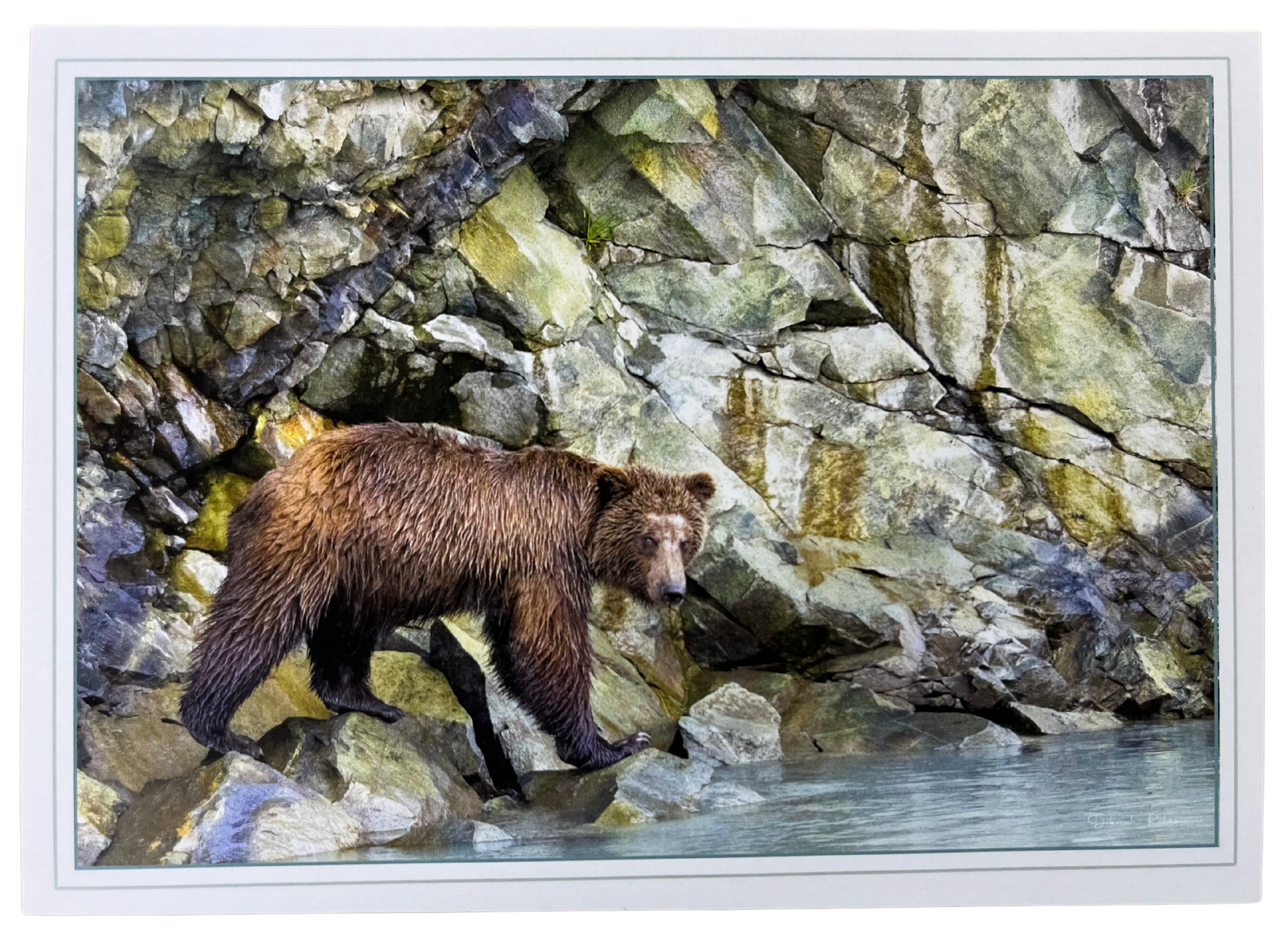 Print Pack of 6 - Coastal Alaskan Bears by Deborah Kalas