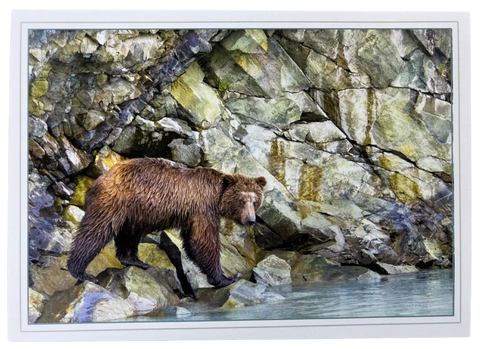 Print Pack of 6 - Coastal Alaskan Bears by Deborah Kalas