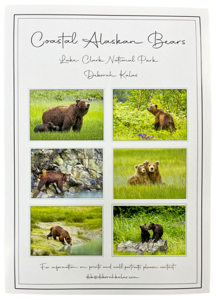 Print Pack of 6 - Coastal Alaskan Bears by Deborah Kalas
