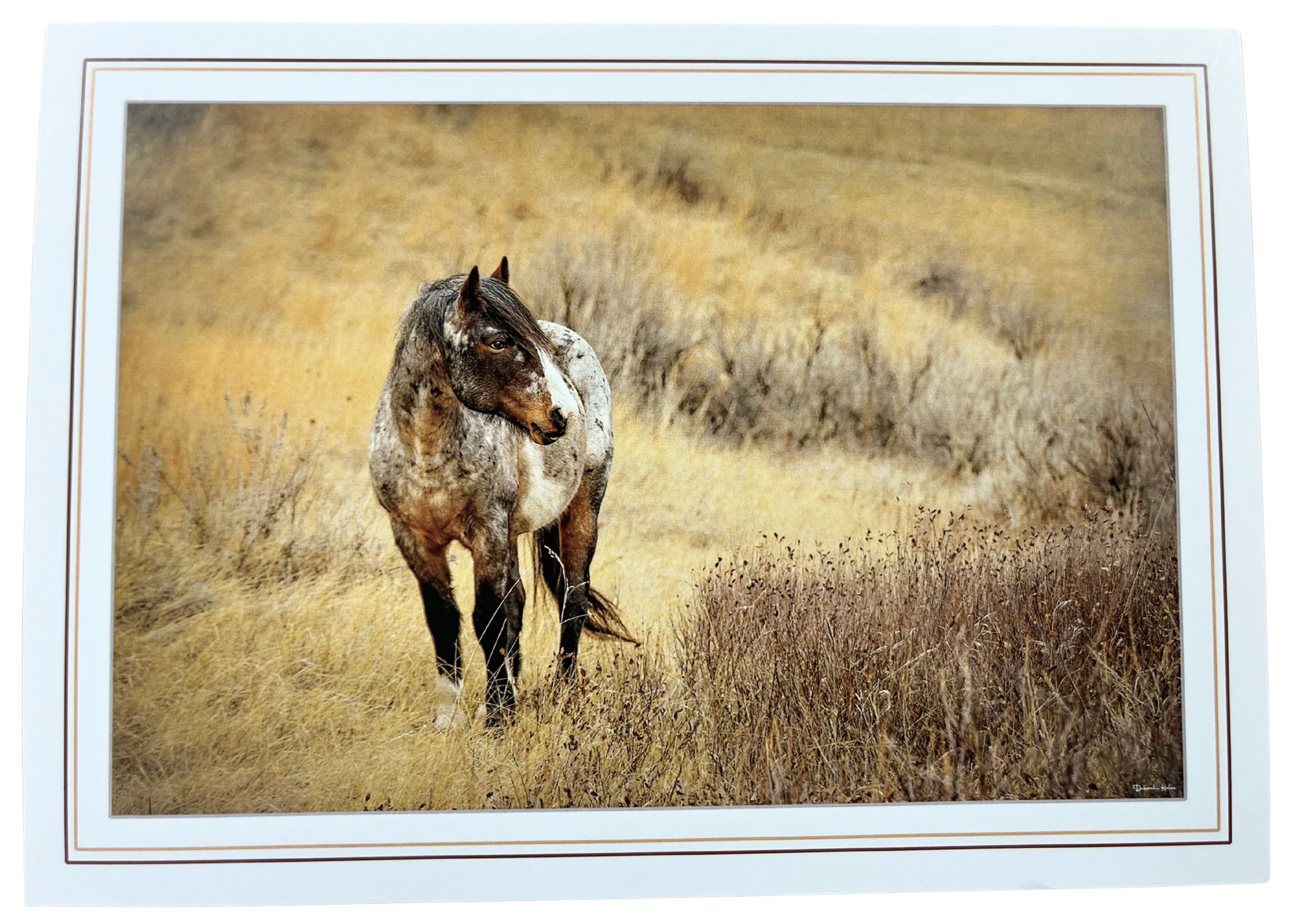 Print Pack of 6 - Horses by Deborah Kalas