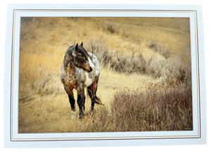 Print Pack of 6 - Horses by Deborah Kalas