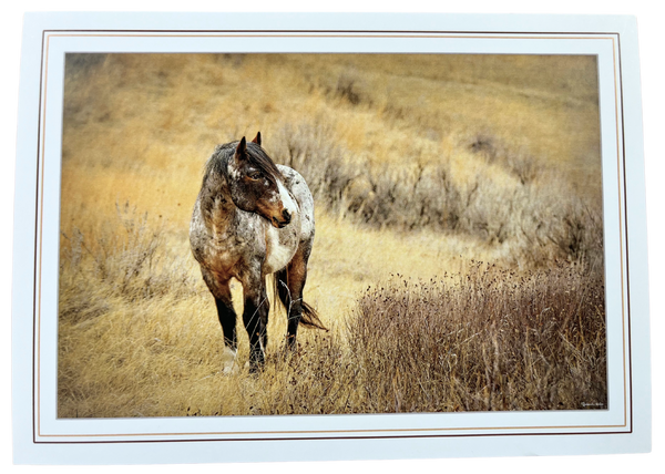 Print Pack of 6 - Horses by Deborah Kalas