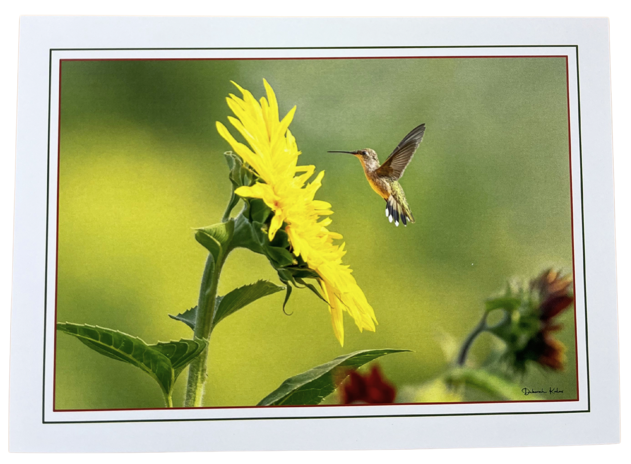 Print Pack of 6 - Between Earth and Sky by Deborah Kalas