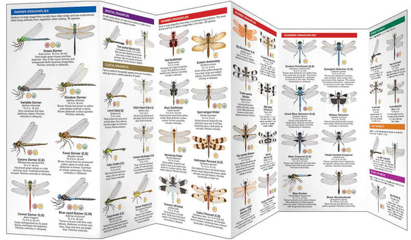 Fold Out Guide - Dragonflies & Damselflies