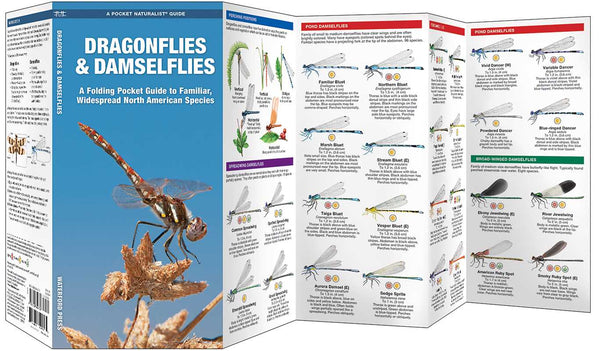 Fold Out Guide - Dragonflies & Damselflies