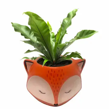 Fox Planter