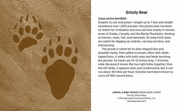 Knowledge Cards - Animal & Bird Tracks