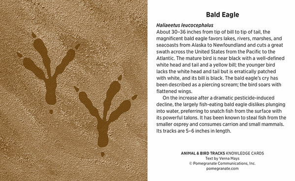 Knowledge Cards - Animal & Bird Tracks