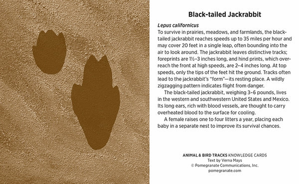 Knowledge Cards - Animal & Bird Tracks